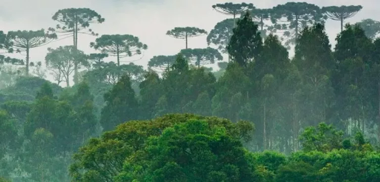 Inventário Florestal