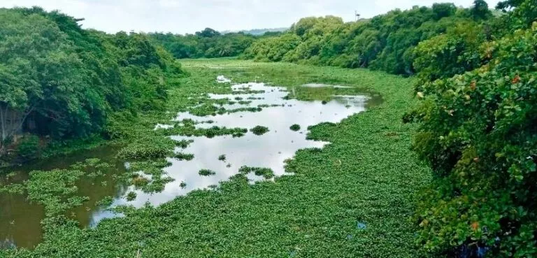 Redução da Área de Preservação Permanente